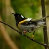 Medosavka hvizdava - Notiomystis cincta - Stitchbird - Hihi 5456